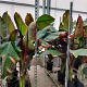 Ensete ventricosum 'Maurelii' GM C6L