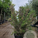 Erica canaliculata 80-100 cm 35L