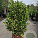 Euonymus jap. 'Medio-pictus' 80-100 cm 2,5L