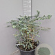 Eucalyptus pulverulenta 'Baby Blue' 40-50 cm 25L