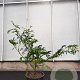 Gleditsia triac. 'Sunburst' 125-150 cm 20L met stok