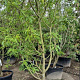 Gleditsia triac. 'Sunburst' 300-350 cm cont. 130L