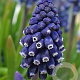 Muscari 'Joyce Spirit' verpakt per 100