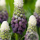 Muscari latifolium 'Grape Ice' 5 cm verpakt per 100