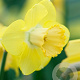 Narcissus 'Avalon' 12-14 cm verpakt per 100