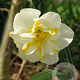 Narcissus 'Lemon Beauty' 12-14 cm verpakt per 100