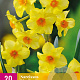Narcissus 'Martinette' 10-12 cm verpakt per 100