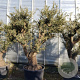 Olea europaea 50 cm container 100-125 vertakt
