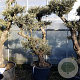 Olea europaea 50 cm stam container 50-60 pompon