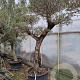 Olea europaea 50 cm stam container 50-60 pompon