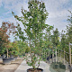 Parrotia persica 'Vanessa' 300-350 cm container extra
