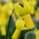 Narcissus 'Rapture' 10-12 cm verpakt per 100