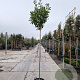Photinia fraseri 'Red Robin' 200 cm stam 30L 6-8