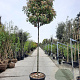 Photinia fraseri 'Red Robin' 200 cm stam container 14-16 hoge lei