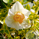 Narcissus 'Salome' 12-14 cm verpakt per 100