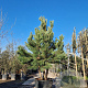 Pinus nigra 250-300 cm container meerstammig