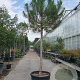 Pinus pinea 170 cm stam container 18-20