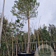 Pinus pinea 60-70 cm container