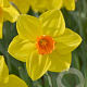 Narcissus Brackenhurst 12-14 cm verpakt per 100