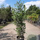 Quercus ilex 100-125 cm 10L