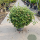 Quercus ilex 100 cm 30L