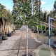Quercus ilex 100 cm stam container 10-12HO