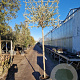 Quercus ilex 10-12 cm container LEIVORM 200 cm stam