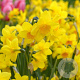 Narcissus (j&a) 'Garden Opera' 10-12 cm verpakt per 100