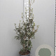 Quercus ilex 125-150 cm 25L
