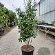 Quercus ilex 125-150 cm container paraplu