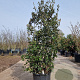 Quercus ilex 150-175 cm 35L