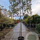 Quercus ilex 150 cm stam container 10-12 lei 150x120