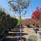 Quercus ilex 150 cm stam container 10-12 lei 150x120