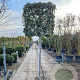 Quercus ilex 150 cm stam container 16-18 lei 100x100
