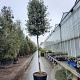 Quercus ilex 180 cm stam container 12-14
