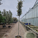Quercus ilex 180 cm stam container 14-16