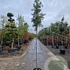 Quercus ilex 180 cm stam container 6-8