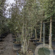 Quercus ilex 200-250 cm container 80 stam