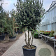 Quercus ilex 200-250 cm container 80 stam