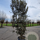 Quercus ilex 300-350 cm cont. 230L