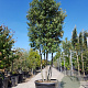 Quercus ilex 300-350 cm cont. 230L paraplu