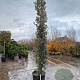 Quercus ilex 300-350 cm cont. 70L meerstammig