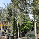 Quercus ilex 300-350 cm container paraplukroon