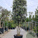 Quercus ilex 350-400 cm cont. 230L paraplu