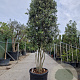 Quercus ilex 350-400 cm cont. 230L paraplu