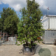 Quercus ilex 350-400 cm cont. 500L meerstammig