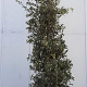 Quercus ilex 350-400 cm container