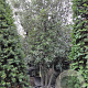 Quercus ilex 350-400 cm container piramide