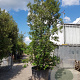 Quercus ilex 400-450 cm cont. 500L meerstammig extra