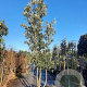 Quercus ilex 400-450 cm container struik